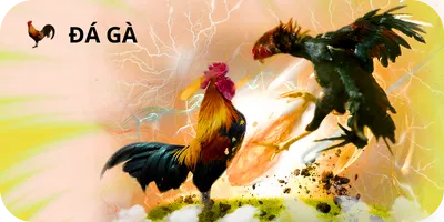 đá gà AB77